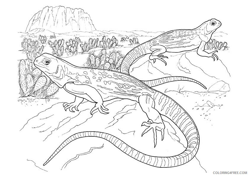 Iguana Coloring Sheets Animal Coloring Pages Printable 2021 2505 Coloring4free