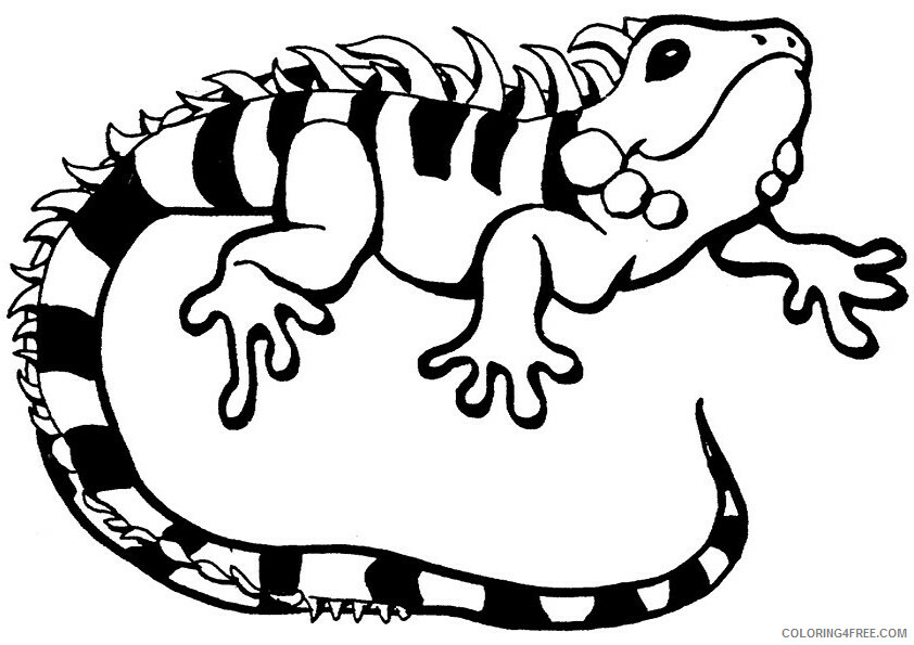 Iguana Coloring Sheets Animal Coloring Pages Printable 2021 2506 Coloring4free