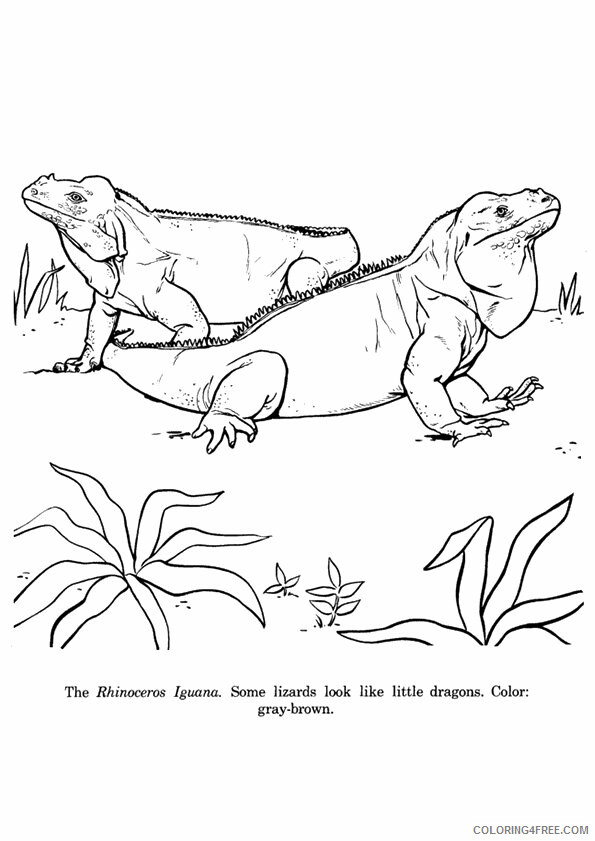Iguana Coloring Sheets Animal Coloring Pages Printable 2021 2510 Coloring4free