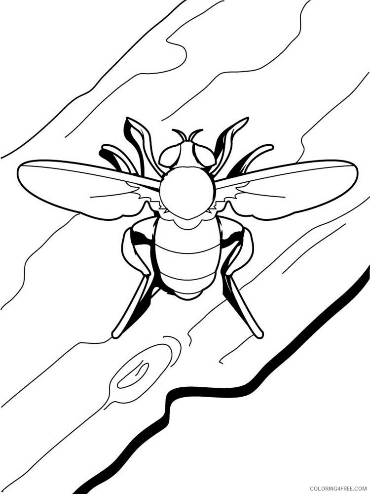 Insect Coloring Pages Animal Printable Sheets Insect 51 2021 2888 Coloring4free