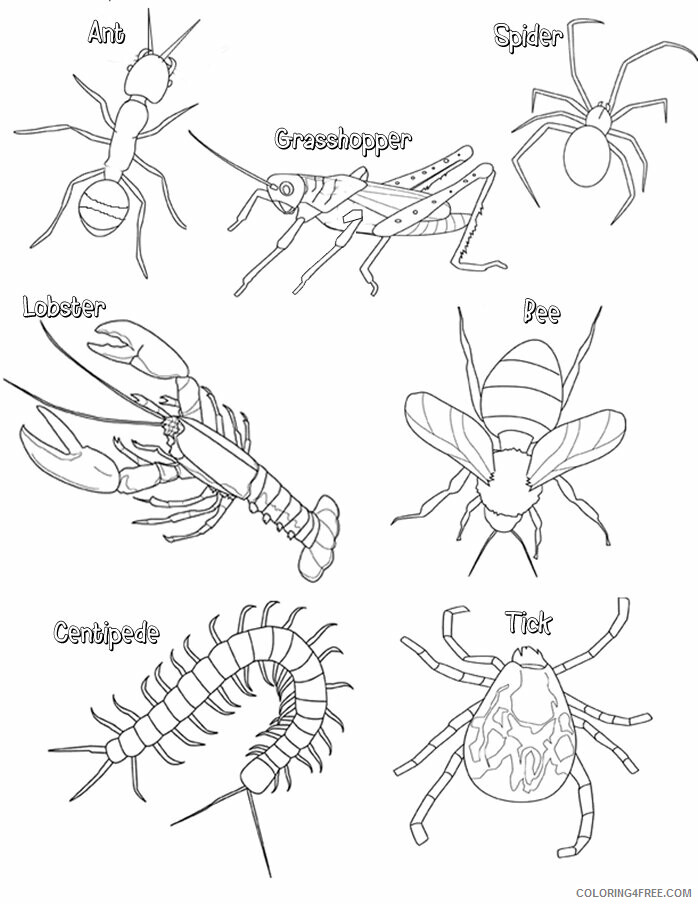 Insect Coloring Sheets Animal Coloring Pages Printable 2021 2532 Coloring4free