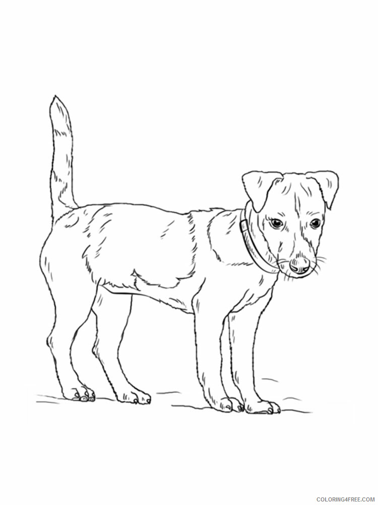 Jack Russell Terrier Coloring Pages Animal Printable Sheets 2021 2903 Coloring4free