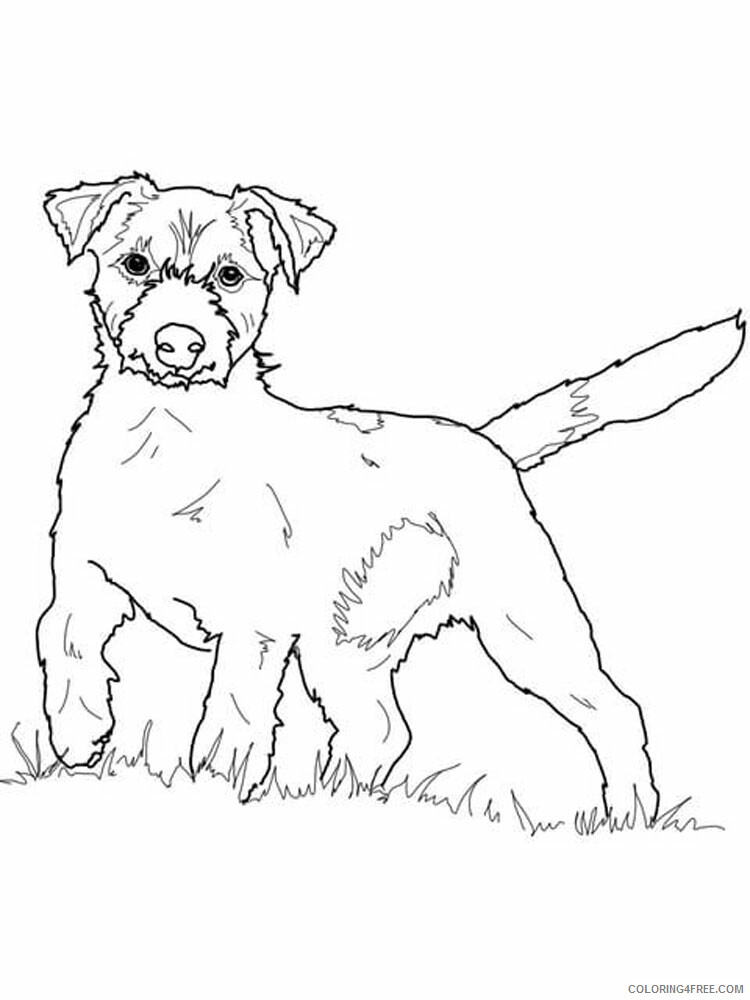 Jack Russell Terrier Coloring Pages Animal Printable Sheets 2021 2905 Coloring4free