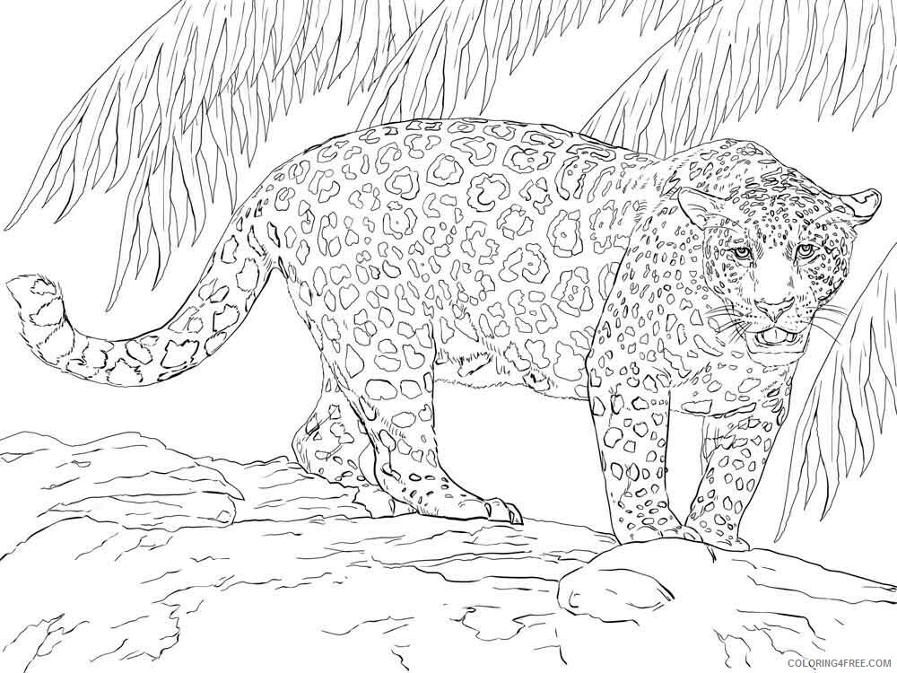 Jaguar Coloring Pages Animal Printable Sheets jaguar 6 2021 2911 Coloring4free