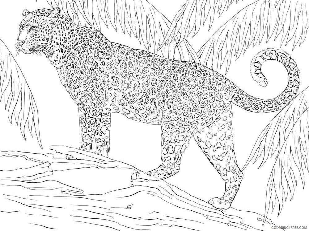 Jaguar Coloring Pages Animal Printable Sheets jaguar 8 2021 2913 Coloring4free