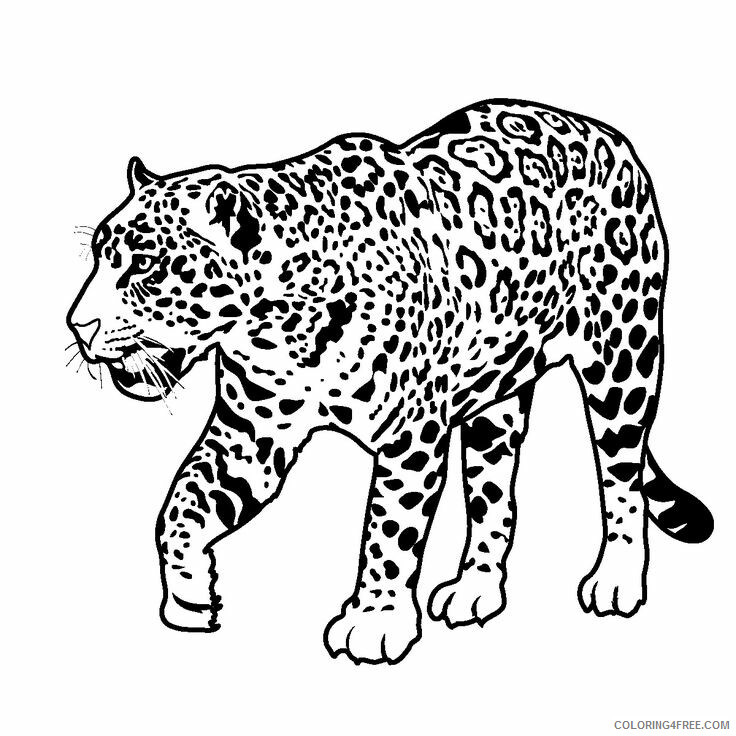 Jaguar Coloring Sheets Animal Coloring Pages Printable 2021 2570 Coloring4free