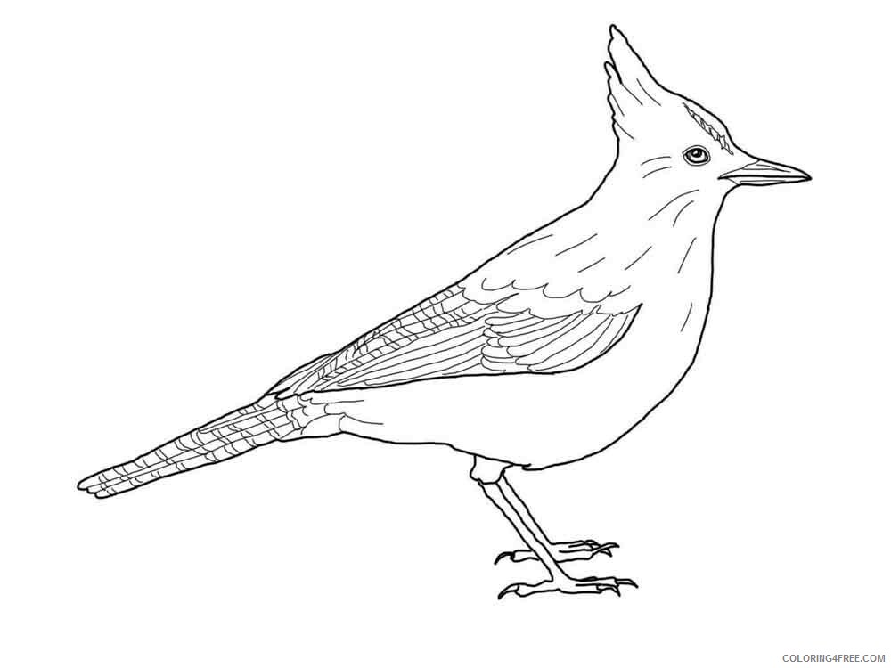Jay Coloring Pages Animal Printable Sheets Jay birds 14 2021 2919 Coloring4free