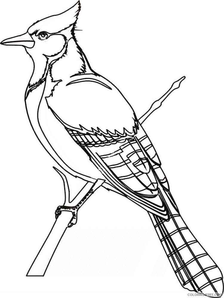 Jay Coloring Pages Animal Printable Sheets Jay birds 8 2021 2922 Coloring4free