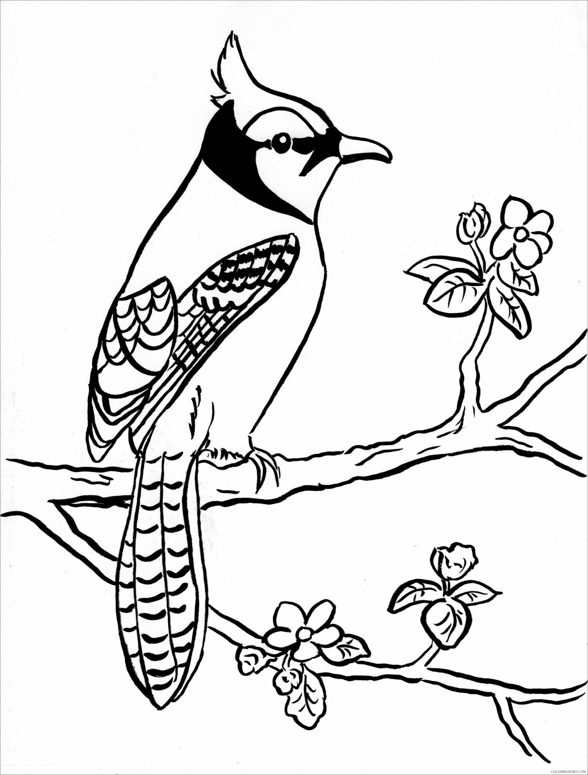 Jay Coloring Pages Animal Printable Sheets blue jay for kids 2021 2916 Coloring4free