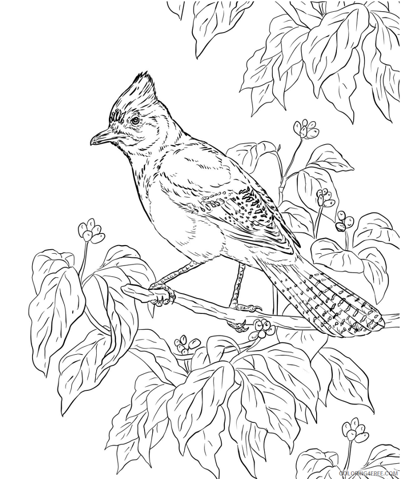 Jay Coloring Pages Animal Printable Sheets jays on branch 2021 2925 Coloring4free