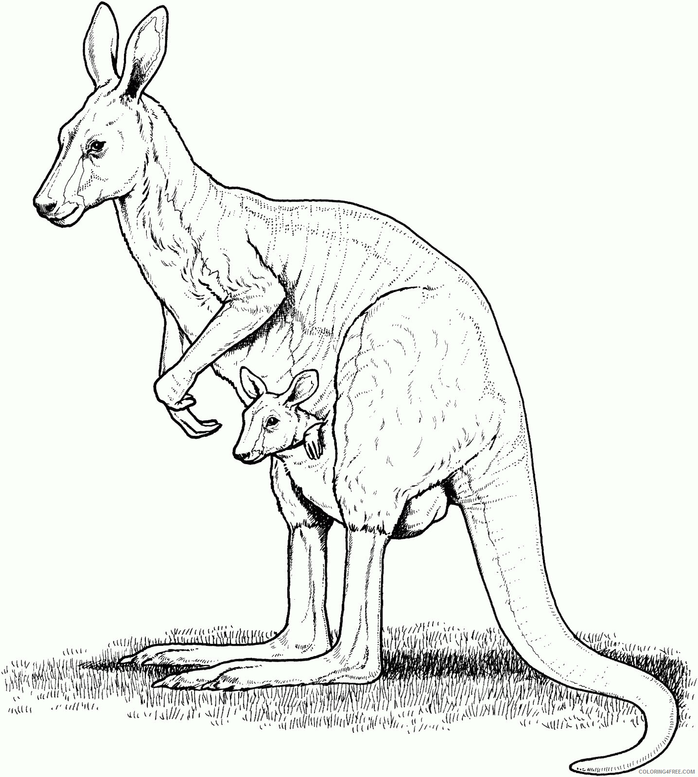 Kangaroo Coloring Pages Animal Printable Sheets Kangaroo Image 2021 2948 Coloring4free