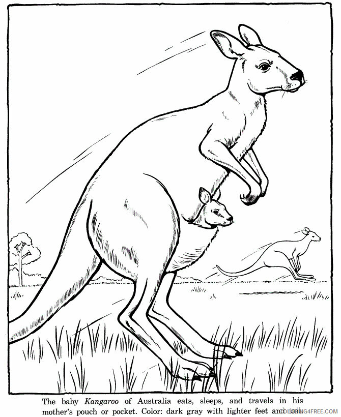 Kangaroo Coloring Pages Animal Printable Sheets Kangaroo To Print 2021 2953 Coloring4free