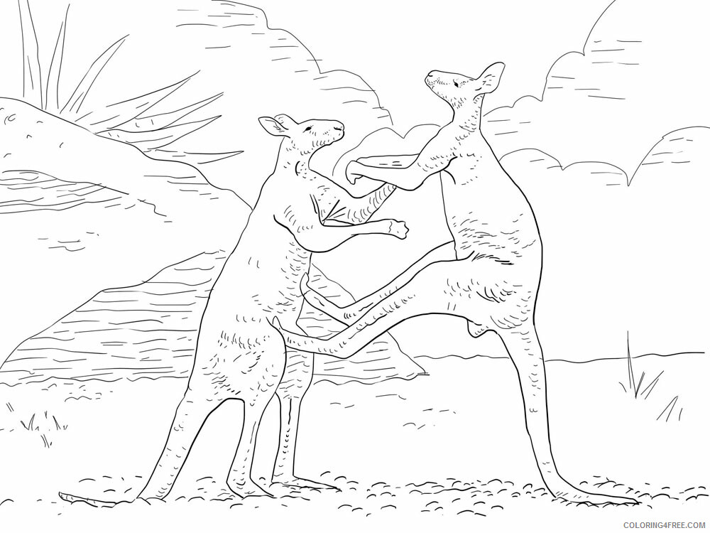 Kangaroo Coloring Pages Animal Printable Sheets Kangaroo animal 343 2021 2940 Coloring4free