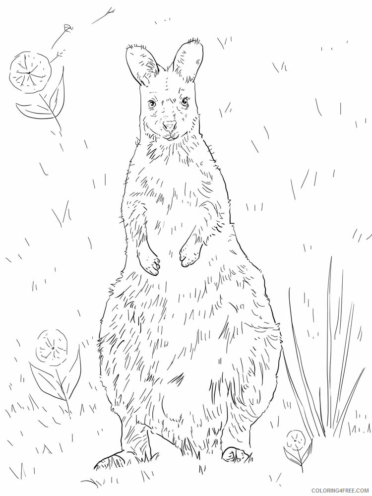 Kangaroo Coloring Pages Animal Printable Sheets Kangaroo animal 353 2021 2944 Coloring4free