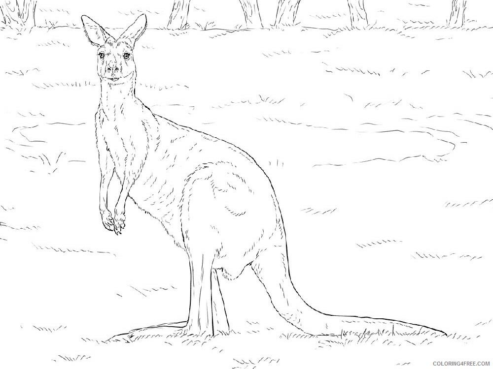 Kangaroo Coloring Pages Animal Printable Sheets Kangaroo animal 355 2021 2945 Coloring4free
