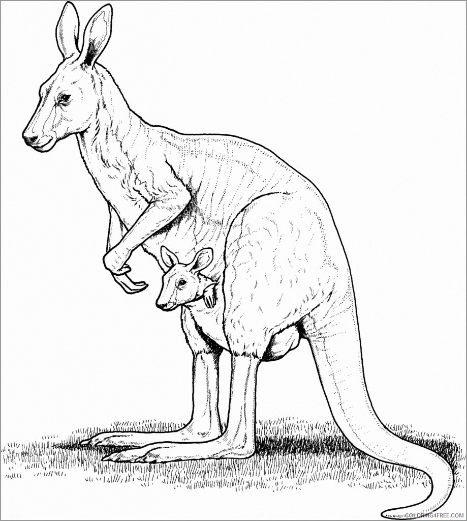 Kangaroo Coloring Pages Animal Printable Sheets kangaroo to print 2021 2954 Coloring4free