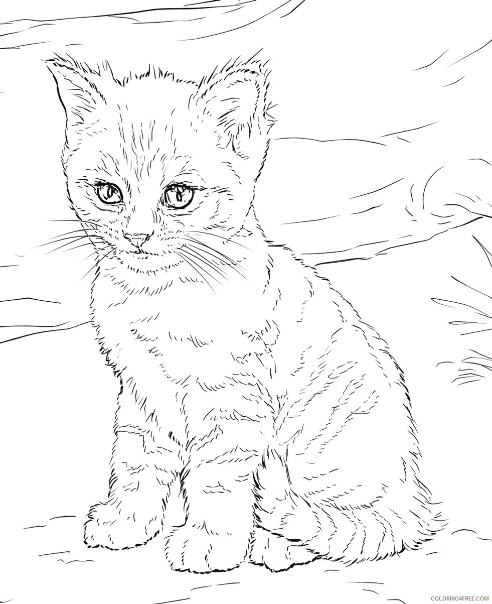 Kitten Coloring Pages Animal Printable Sheets Cute Realistic Kitten 2021 2978 Coloring4free