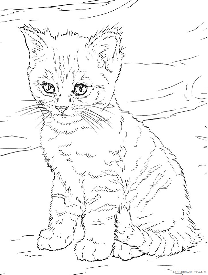 Kitten Coloring Pages Animal Printable Sheets cute kitten 2 2021 2971 Coloring4free