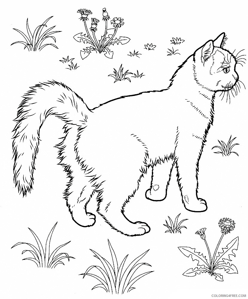 Kitten Coloring Pages Animal Printable Sheets cute older kitten for 2021 2977 Coloring4free
