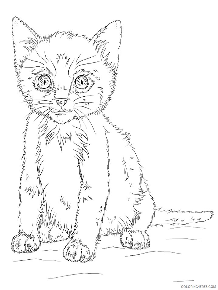 Kitten Coloring Pages Animal Printable Sheets kitten 2021 2992 Coloring4free