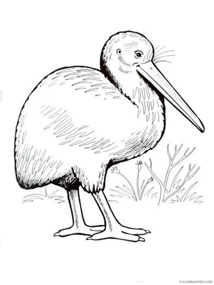Kiwi Coloring Pages Animal Printable Sheets Kiwi birds 6 2021 3029 Coloring4free