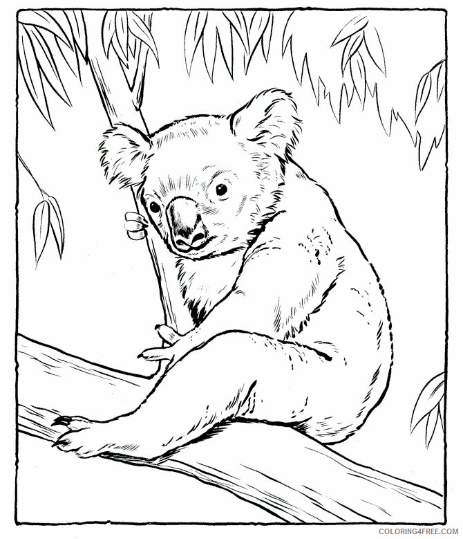 Koala Coloring Pages Animal Printable Sheets Koala Images 2021 3055 Coloring4free