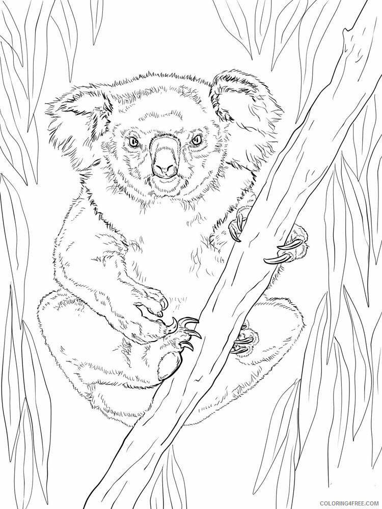 Koala Coloring Pages Animal Printable Sheets Koala animal 338 2021 3044 Coloring4free