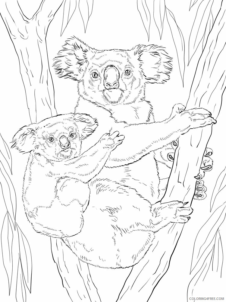 Koala Coloring Pages Animal Printable Sheets Koala animal 348 2021 3049 Coloring4free