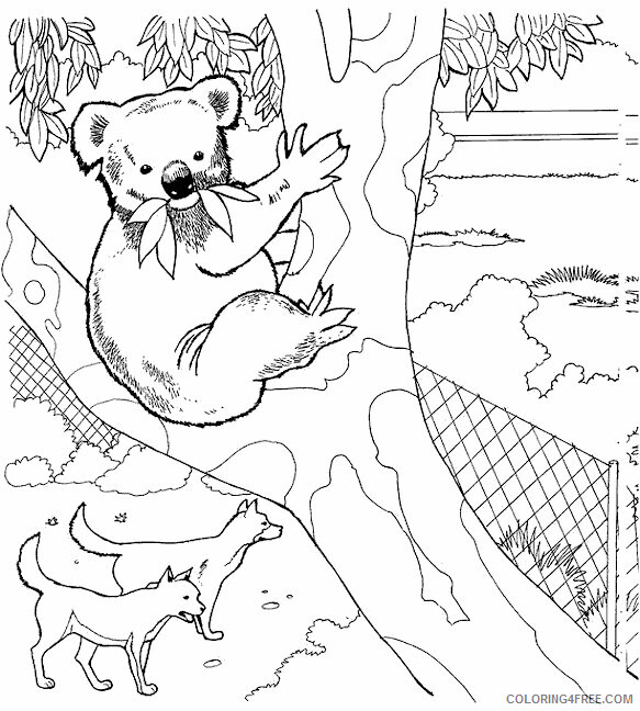 Koala Coloring Pages Animal Printable Sheets koala bG90s 2021 3051 Coloring4free