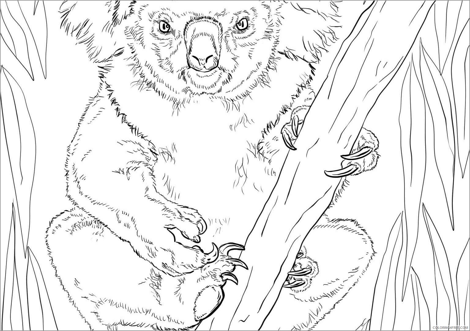 Koala Coloring Pages Animal Printable Sheets realistic koala 2021 3060 Coloring4free