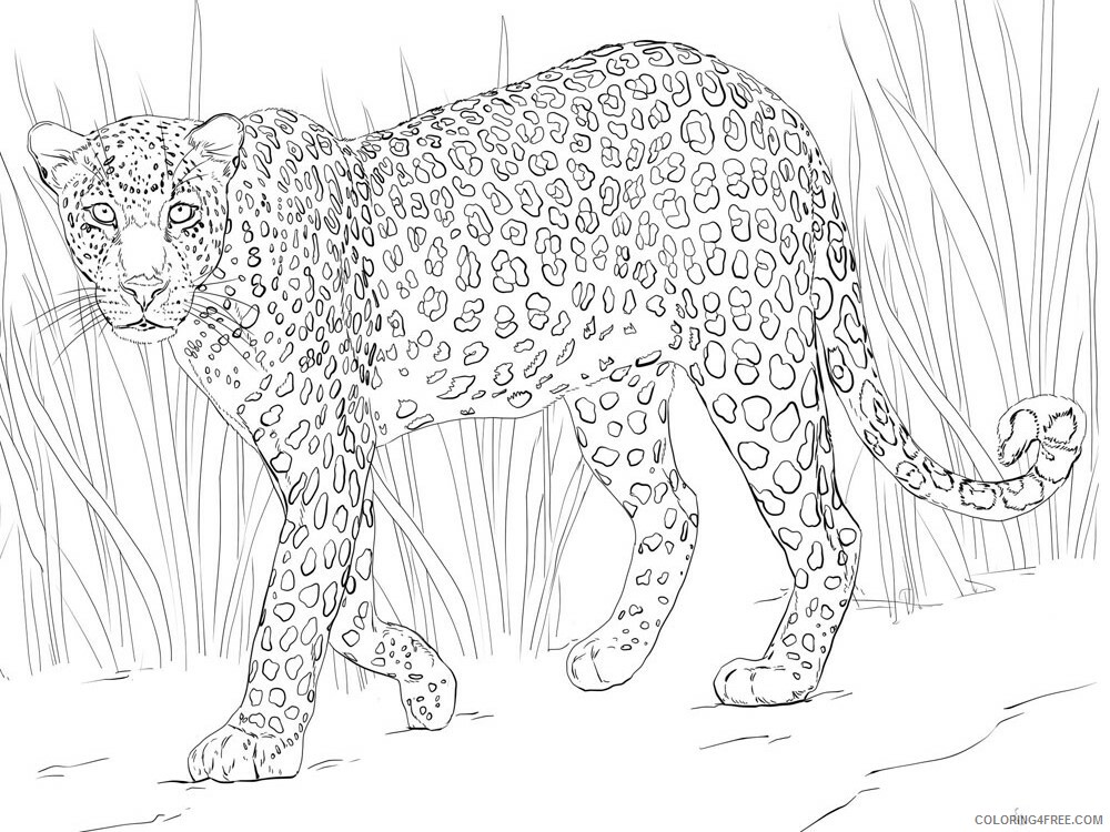 Leopard Coloring Pages Animal Printable Sheets Leopard animal 335 2021 3139 Coloring4free