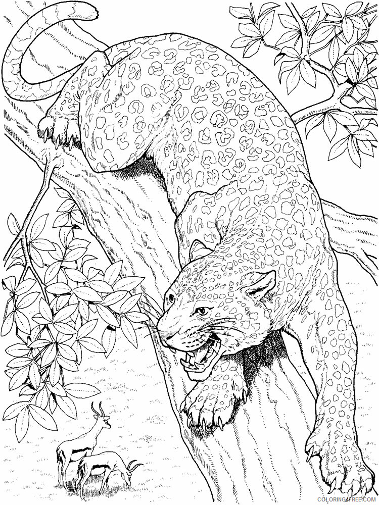 Leopard Coloring Pages Animal Printable Sheets Leopard animal 337 2021 3140 Coloring4free