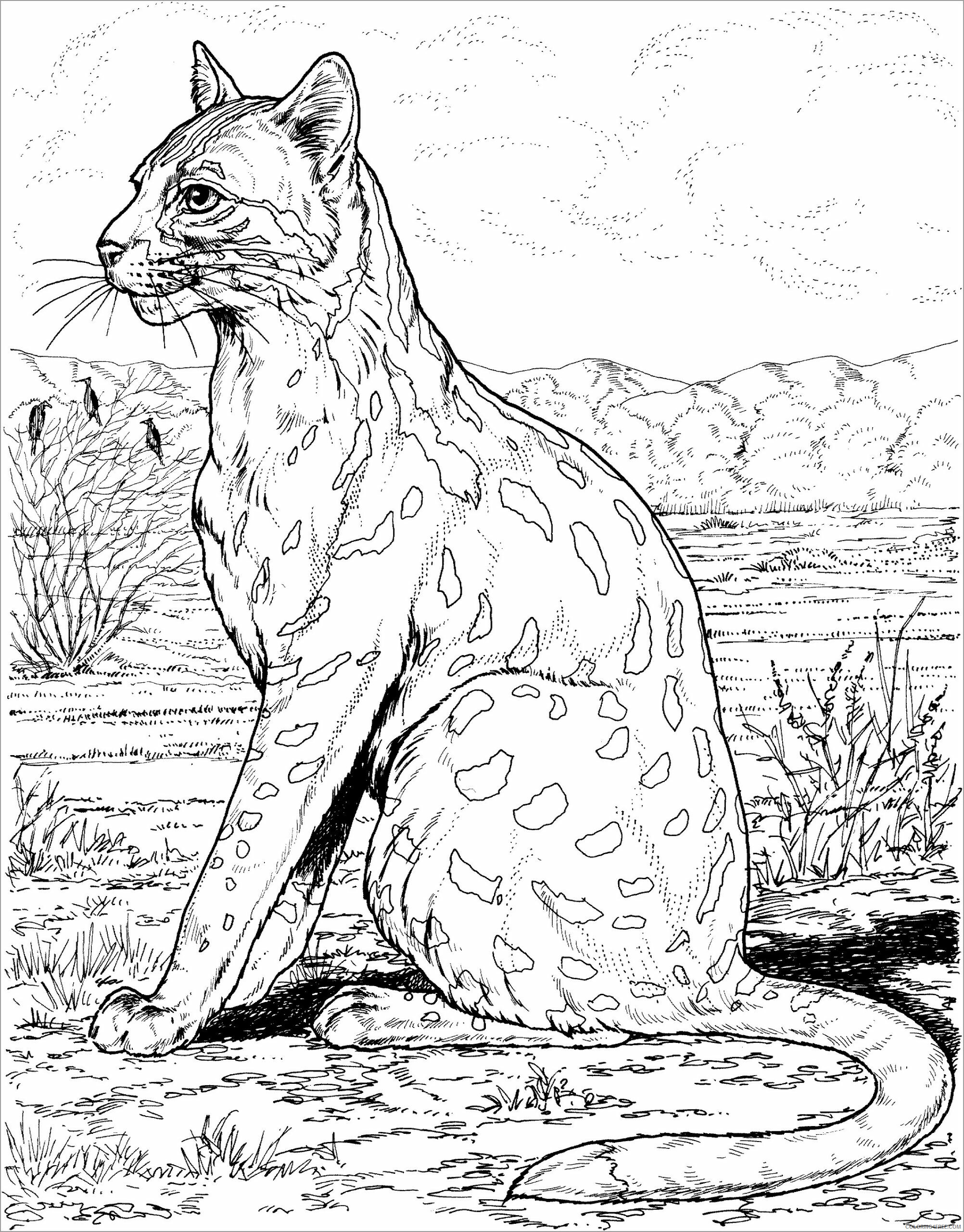 Leopard Coloring Pages Animal Printable Sheets leopard free 2021 3142 Coloring4free