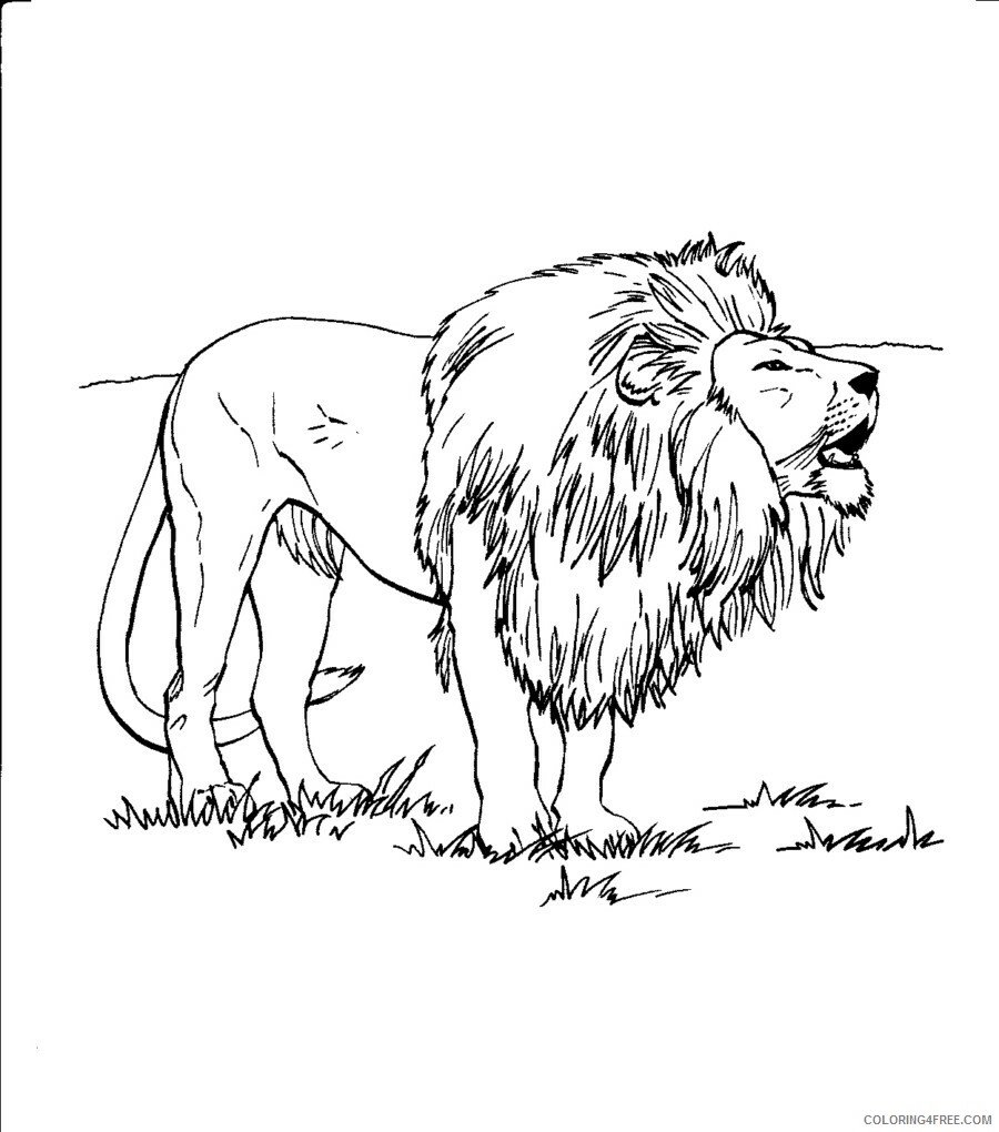 Lion Coloring Pages Animal Printable Sheets Kids of Lion 2021 3166 Coloring4free