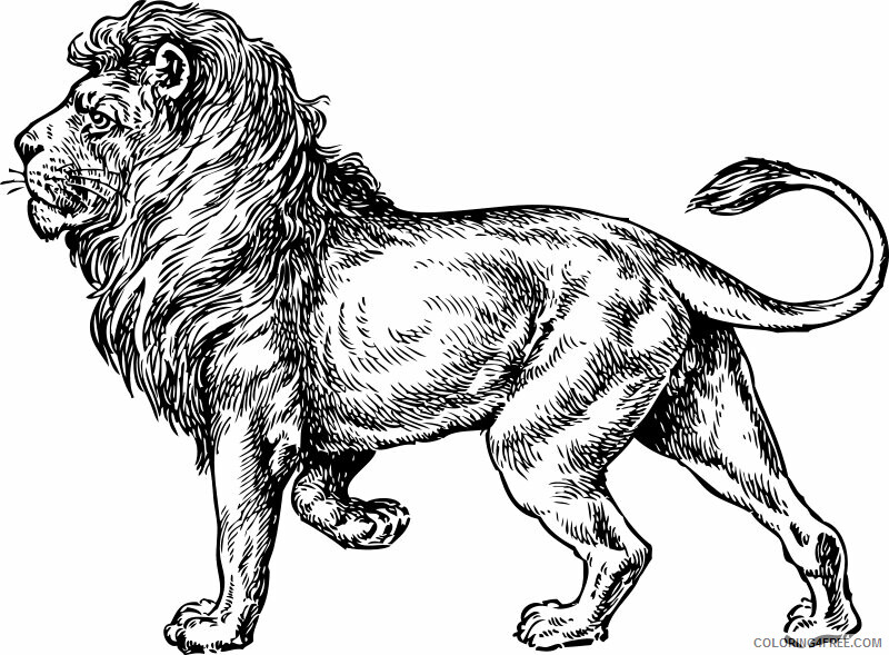 Lion Coloring Pages Animal Printable Sheets Realistic Lion 2021 3215 Coloring4free
