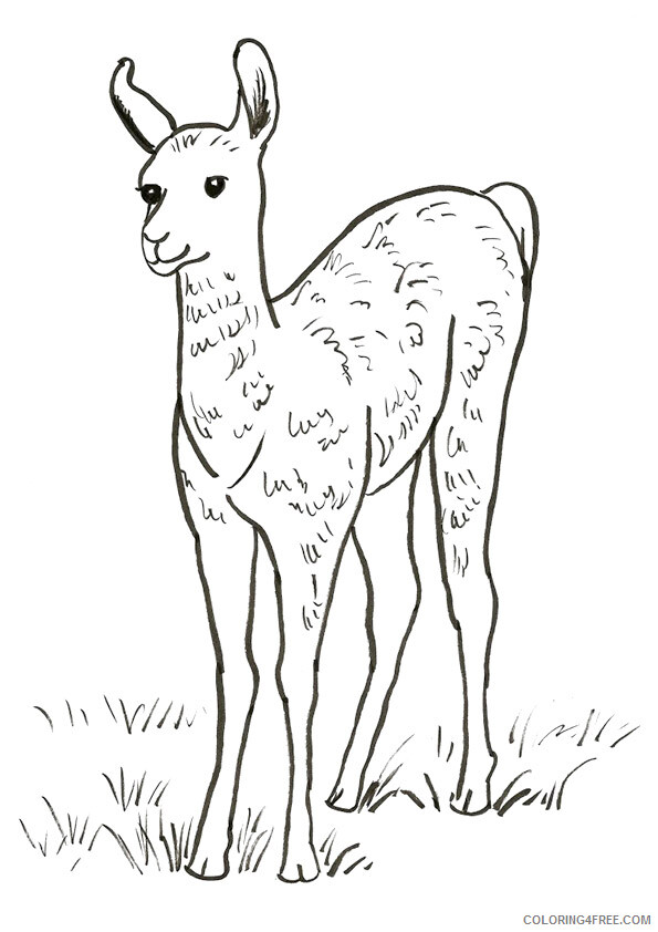Llama Coloring Pages Animal Printable Sheets Realistic Llama 2021 3239 Coloring4free