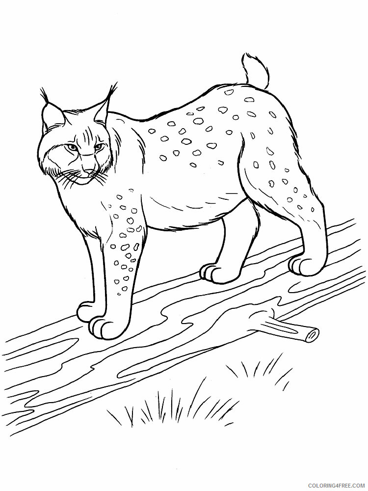 Lynx Coloring Pages Animal Printable Sheets Lynx animal 337 2021 3243 Coloring4free