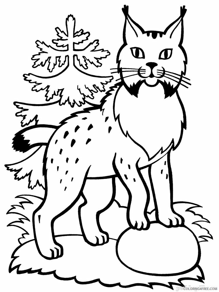 Lynx Coloring Pages Animal Printable Sheets Lynx animal 338 2021 3244 Coloring4free