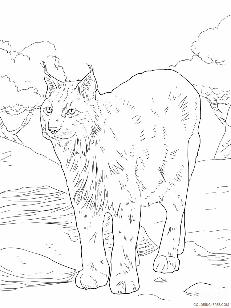 Download Lynx Coloring Pages Animal Printable Sheets Lynx animal 340 2021 3246 Coloring4free ...