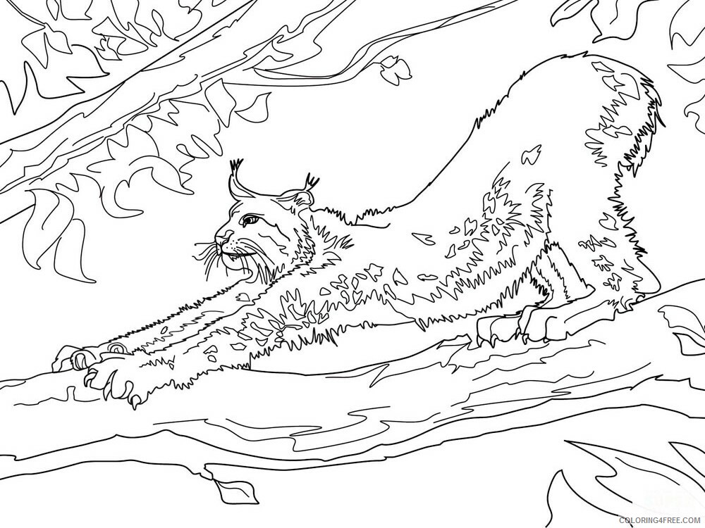 Lynx Coloring Pages Animal Printable Sheets Lynx animal 349 2021 3251 Coloring4free