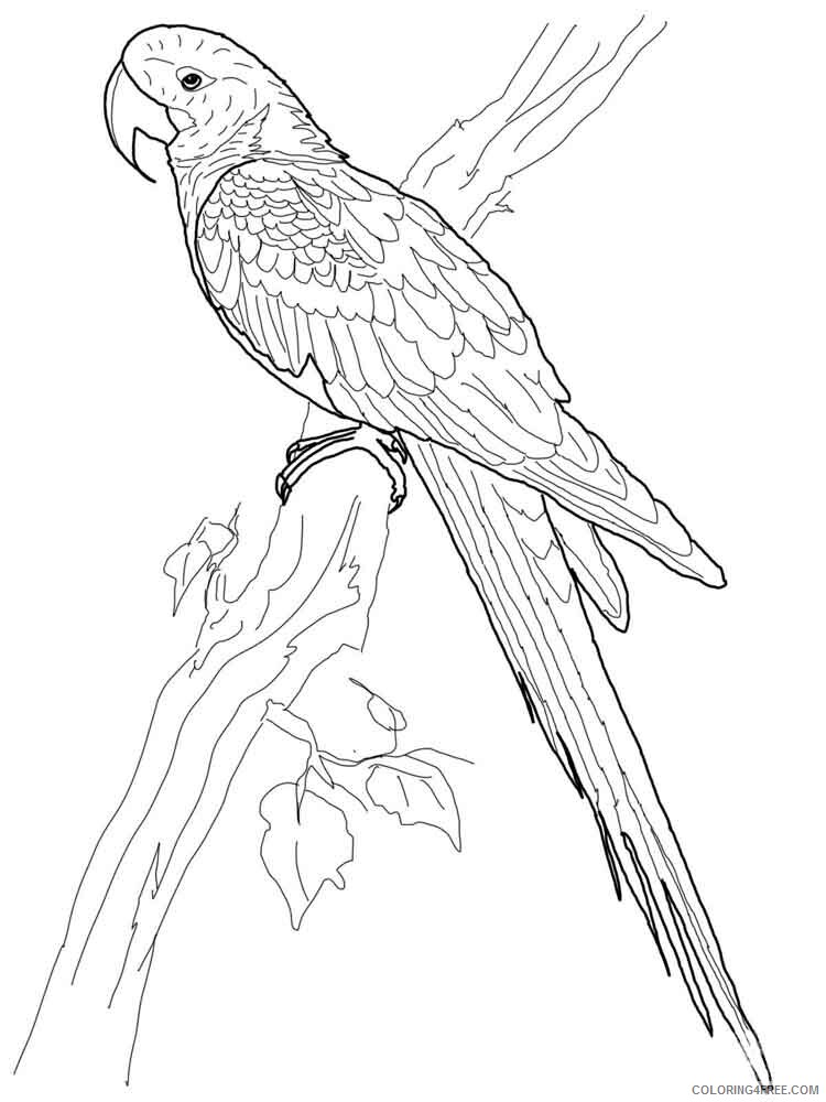 Macaw Coloring Pages Animal Printable Sheets Macaw birds 5 2021 3257 Coloring4free