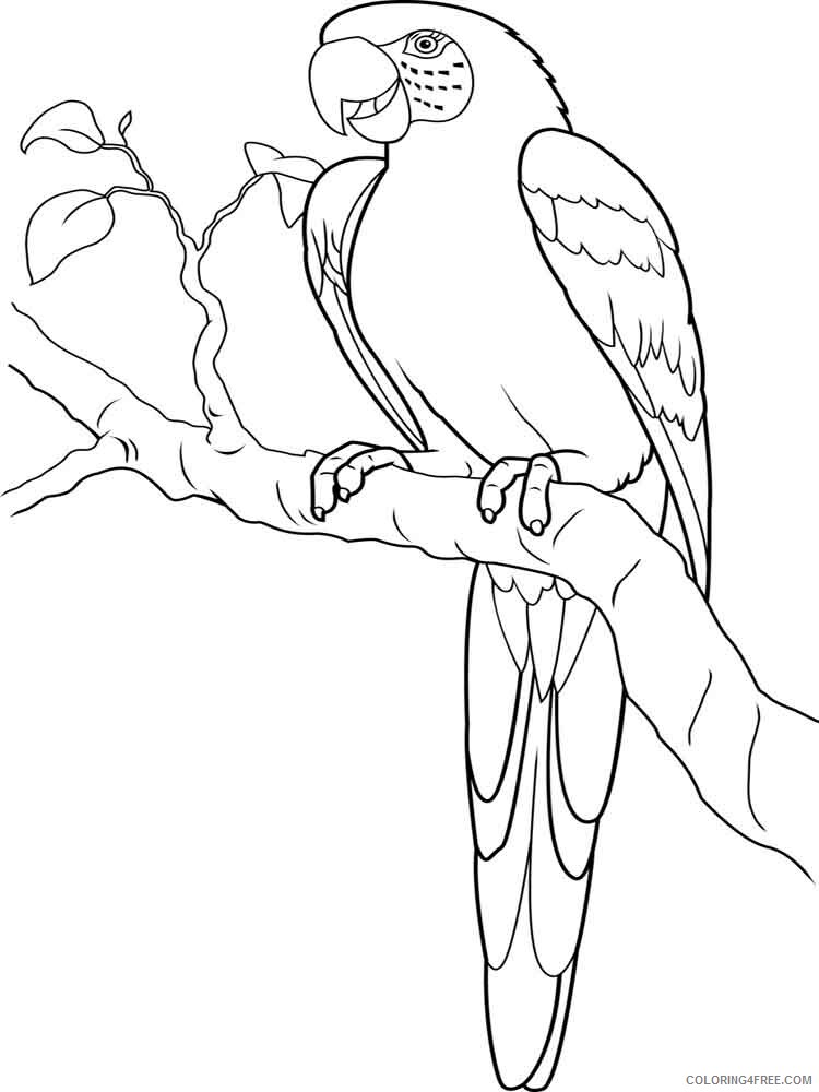 Macaw Coloring Pages Animal Printable Sheets Macaw birds 7 2021 3258 Coloring4free