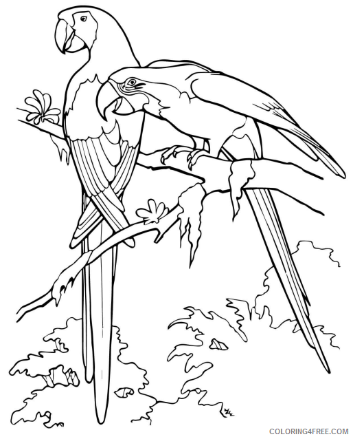 Macaw Coloring Pages Animal Printable Sheets macaw 2021 3254 Coloring4free