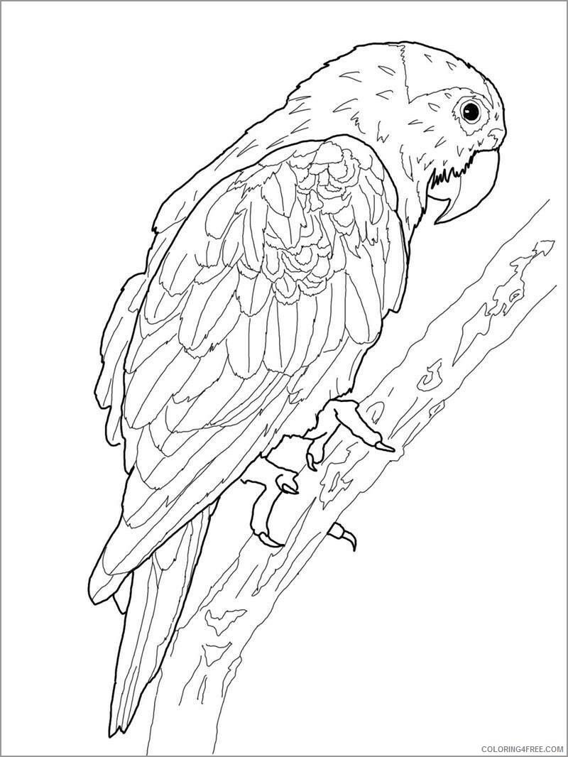 Macaw Coloring Pages Animal Printable Sheets macaw bird 2021 3255 Coloring4free