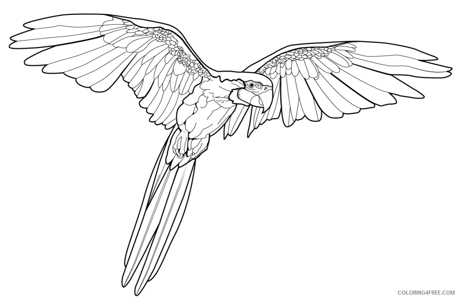 Macaw Coloring Pages Animal Printable Sheets macaw flying 2021 3260 Coloring4free