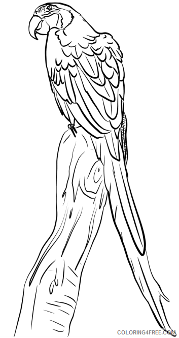 Macaw Coloring Pages Animal Printable Sheets macaw on branch 2021 3261 Coloring4free