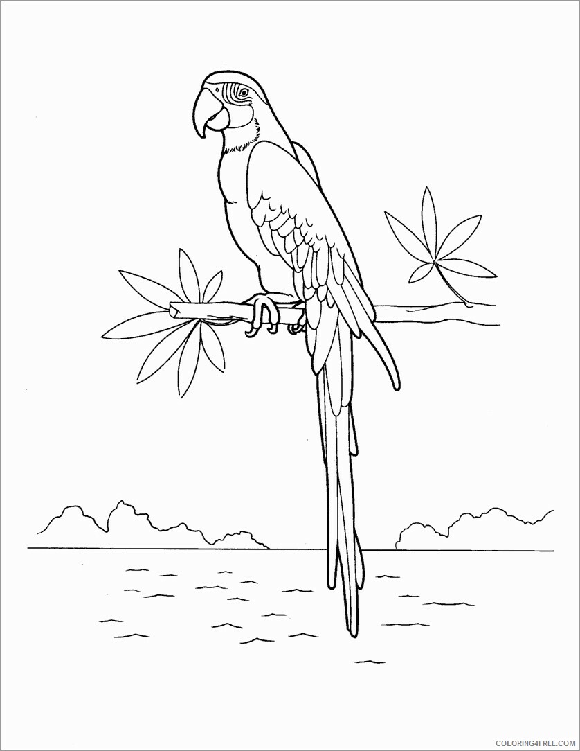 Macaw Coloring Pages Animal Printable Sheets macaw to print 1 2021 3259 Coloring4free