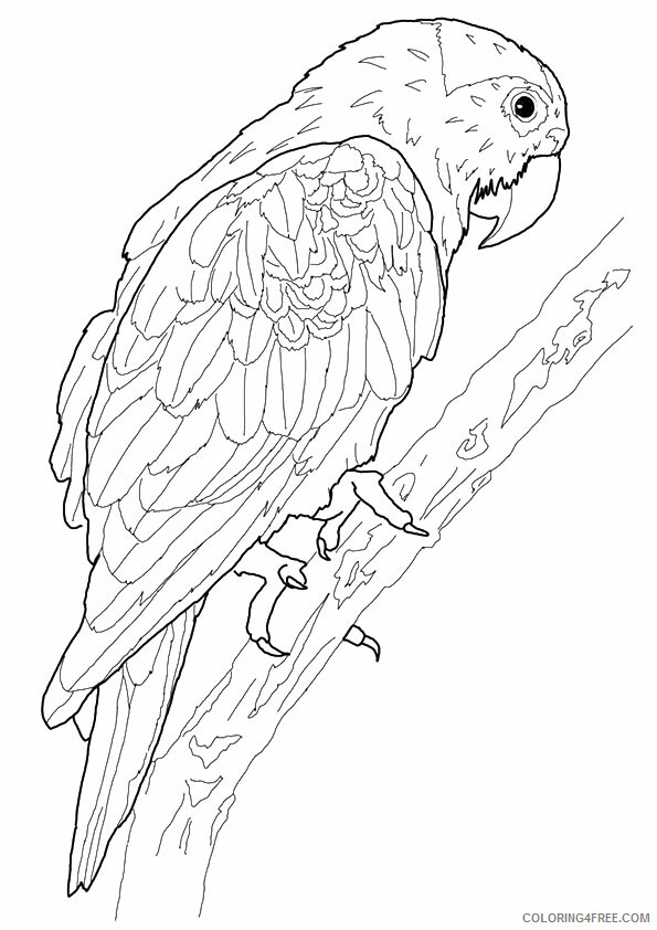 Macaw Coloring Sheets Animal Coloring Pages Printable 2021 2893 Coloring4free