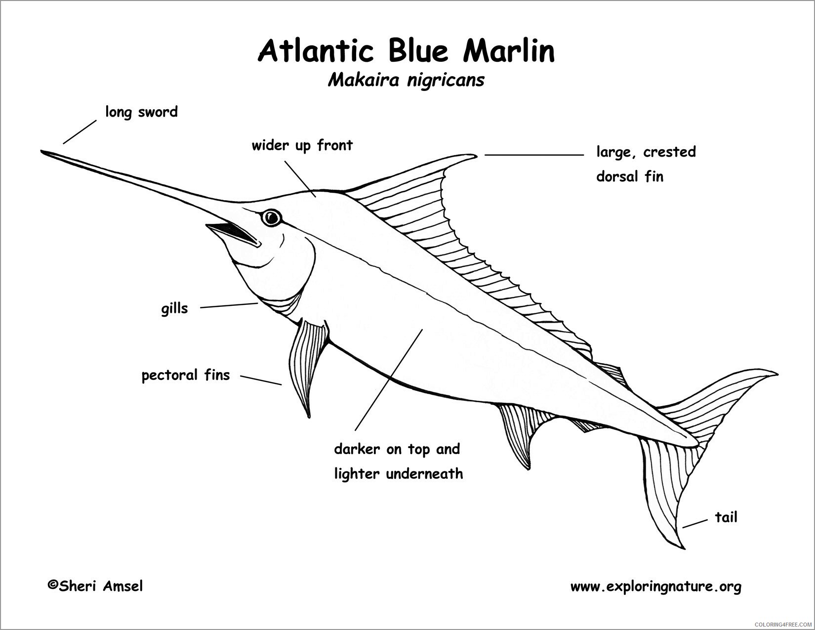 Marlin Coloring Pages Animal Printable Sheets blue marlin body parts 2021 3271 Coloring4free