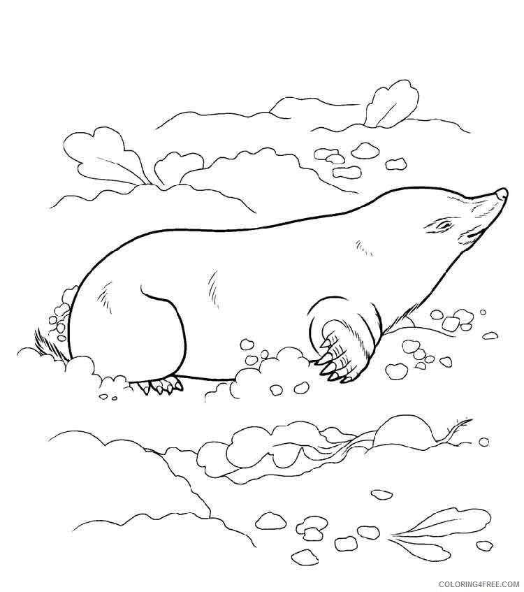 Mole Coloring Pages Animal Printable Sheets mole 4 2021 3279 Coloring4free